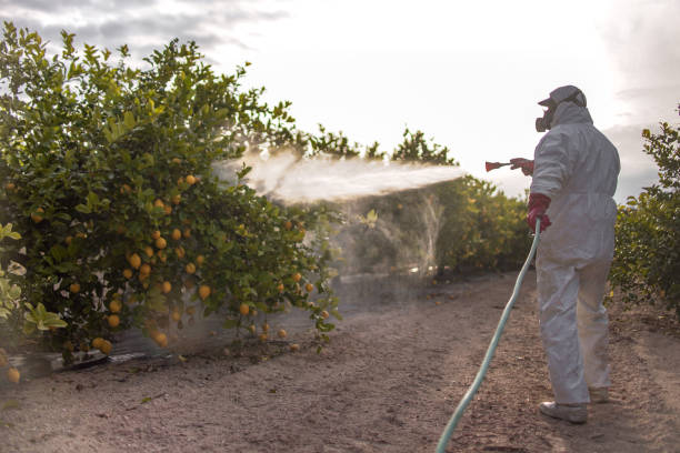 Best Bed Bug Extermination  in St Matthews, SC